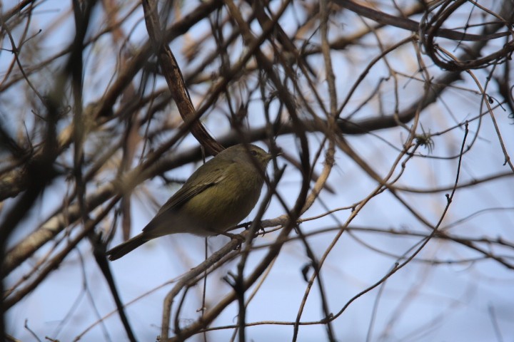 Orange-crowned Warbler - ML46627961