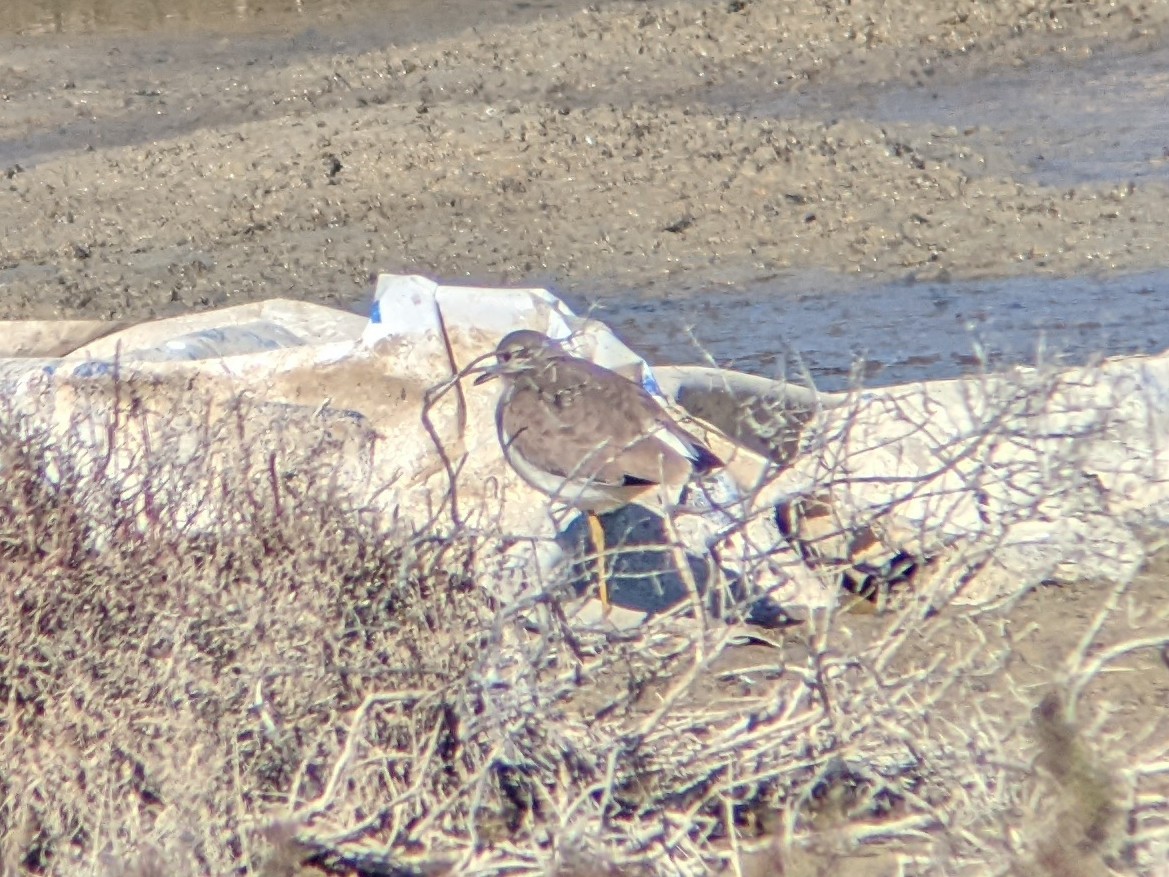 White-tailed Lapwing - ML466279981