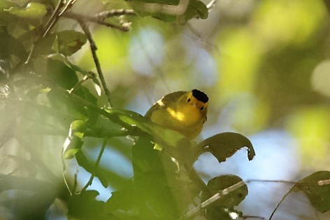 Wilson's Warbler - Victor Stoll