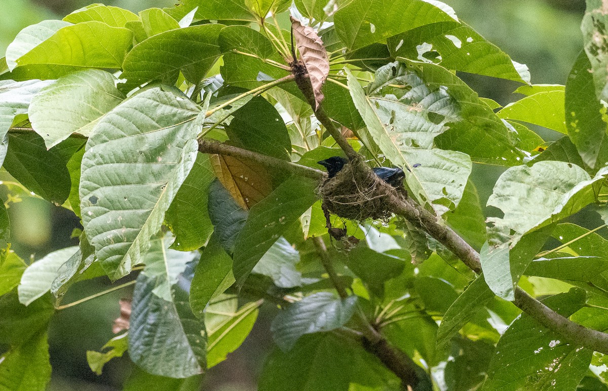 Дронго філіпінський (підвид balicassius/abraensis) - ML466280091