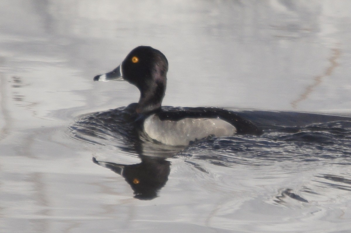 Ring-necked Duck - ML466280561