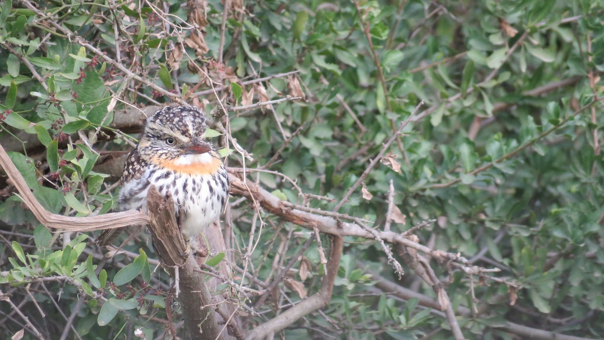 Spot-backed Puffbird - ML466281531