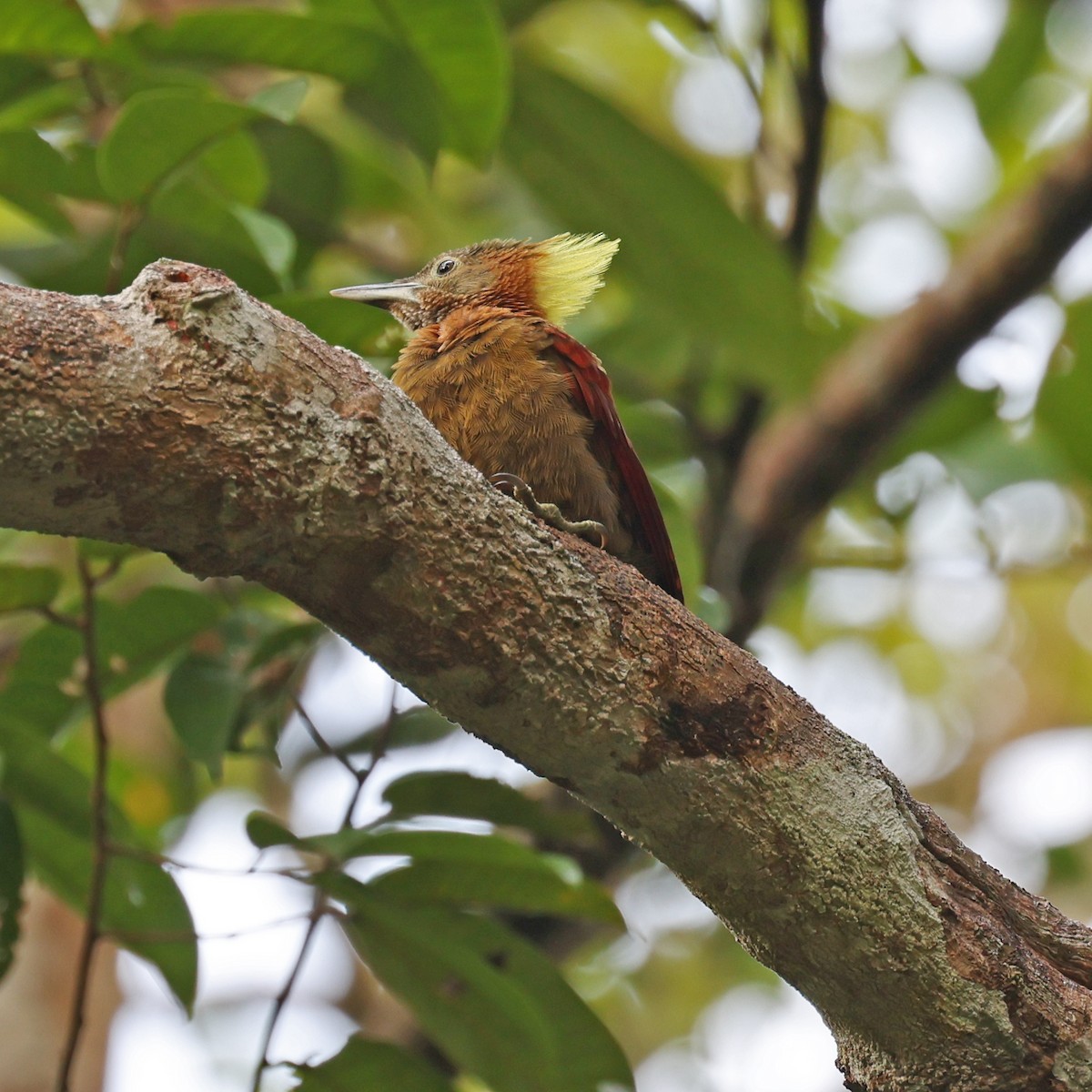 Checker-throated Woodpecker (Checker-throated) - ML466281971