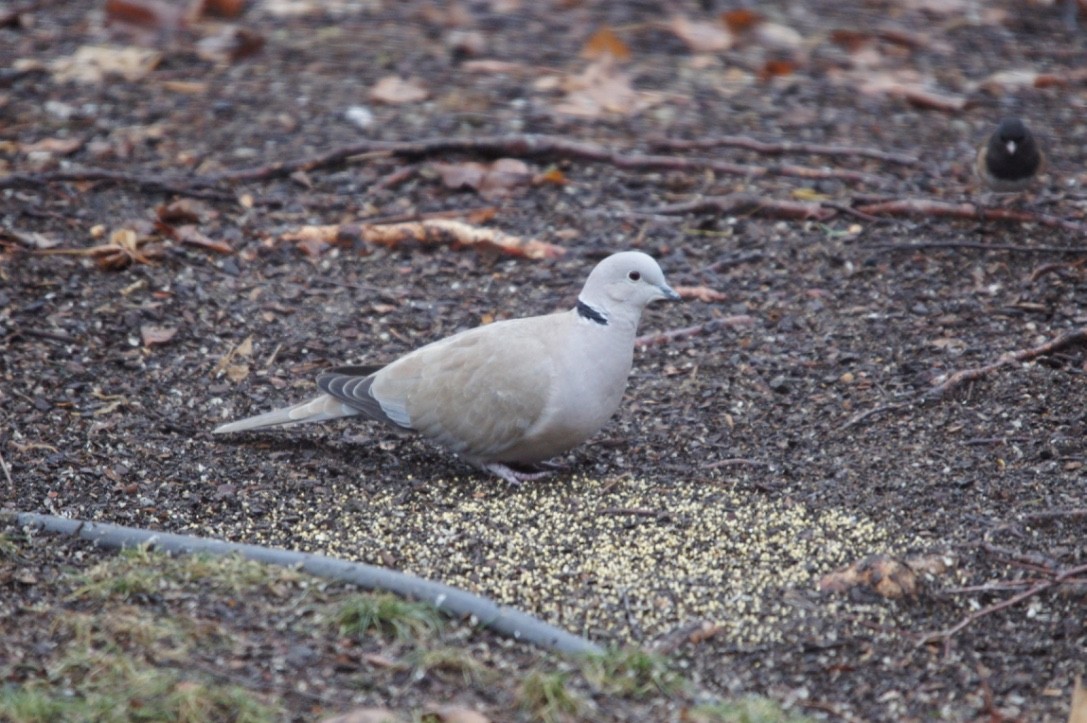 Eurasian Collared-Dove - ML466282461