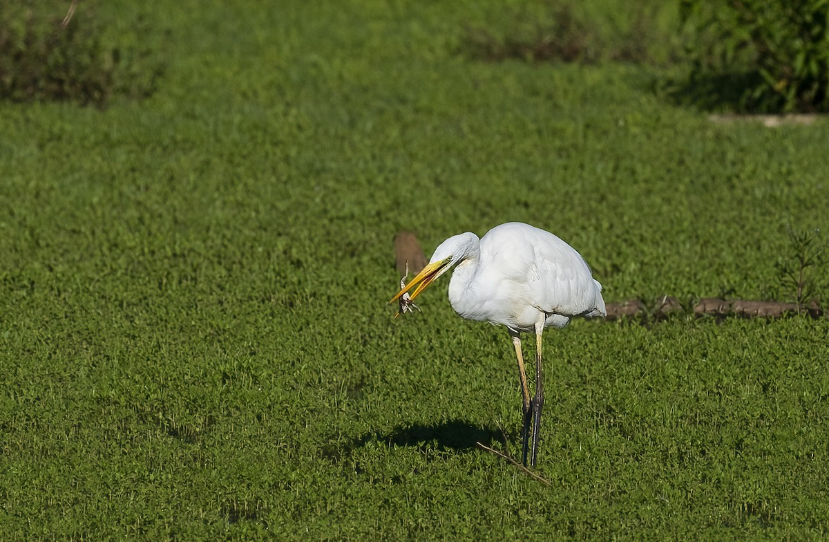 Great Egret - jose jorge