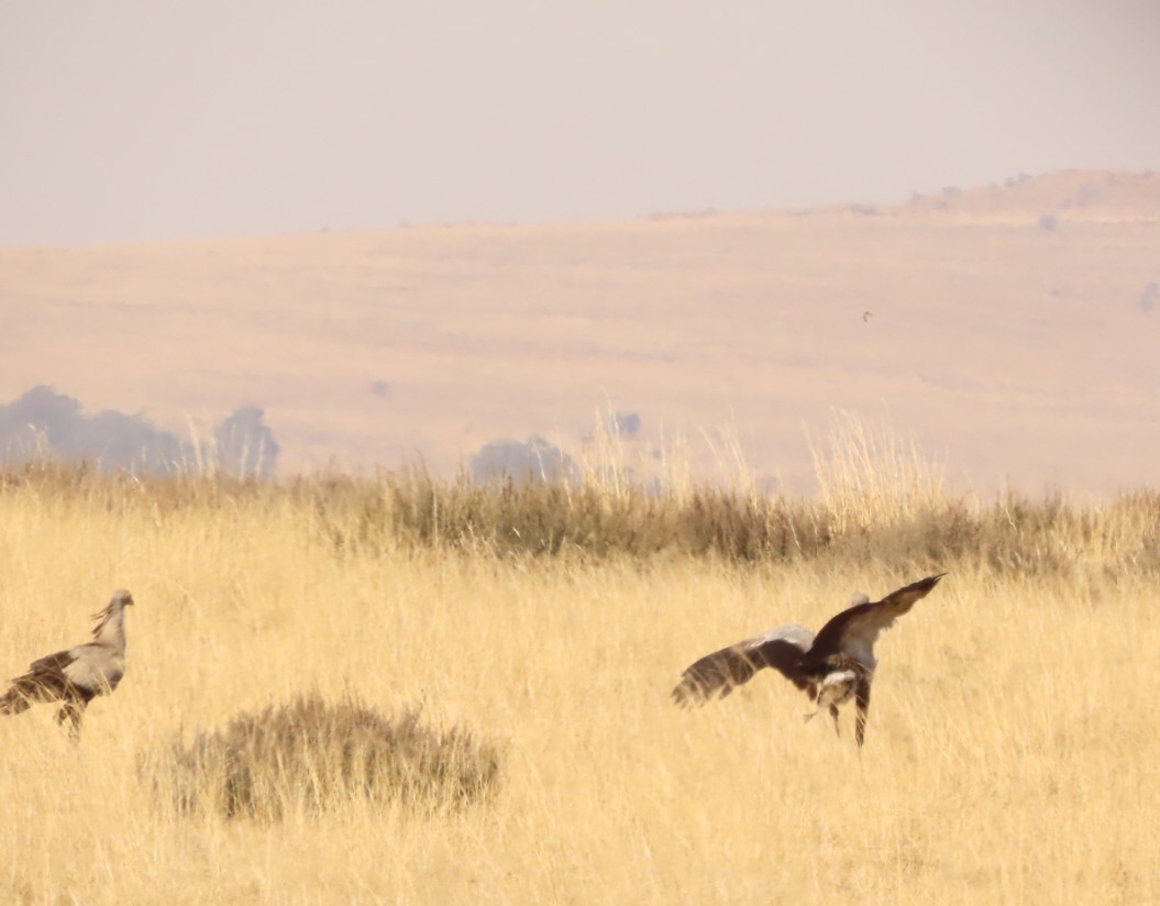 Secretarybird - ML466283221