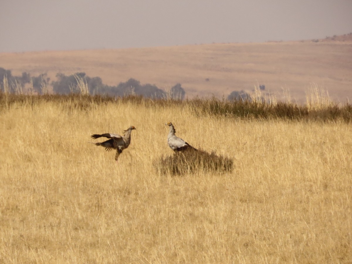 Secretarybird - ML466283261