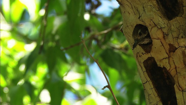 Arizona Woodpecker - ML466284