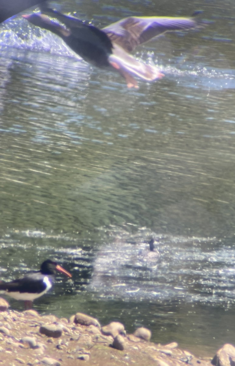 Eurasian Oystercatcher - ML466284321