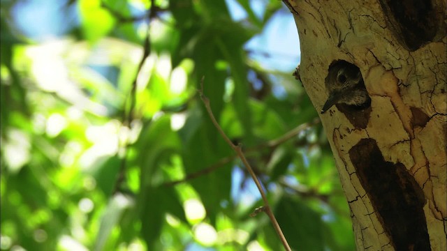 Arizona Woodpecker - ML466285