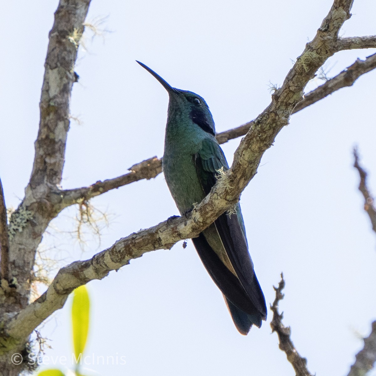 Colibrí Oreja Violeta Menor - ML466285631