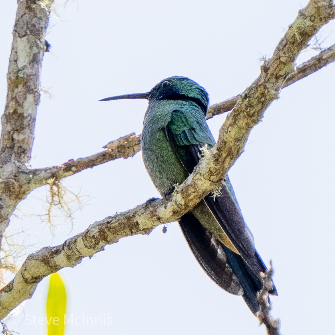 Colibrí Oreja Violeta Menor - ML466285641