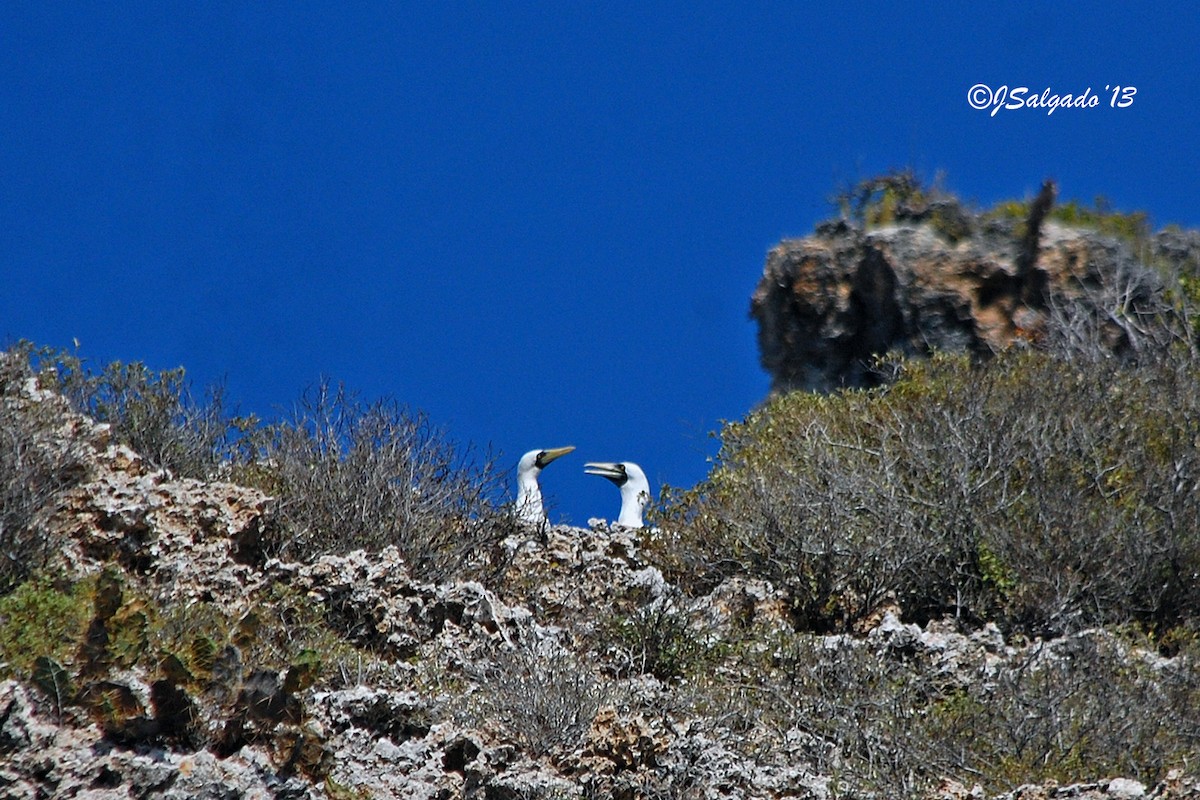 Masked Booby - ML466287861