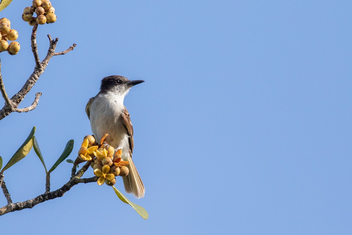 Loggerhead Kingbird (Puerto Rico) - ML466289051