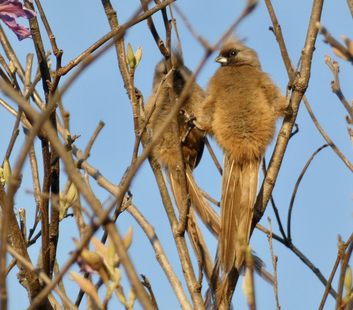 Braunflügel-Mausvogel - ML466289801