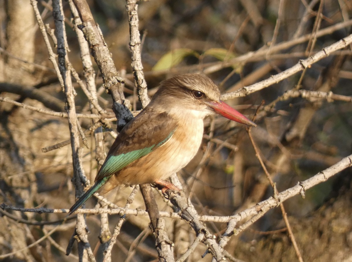 Brown-hooded Kingfisher - Gary Byerly