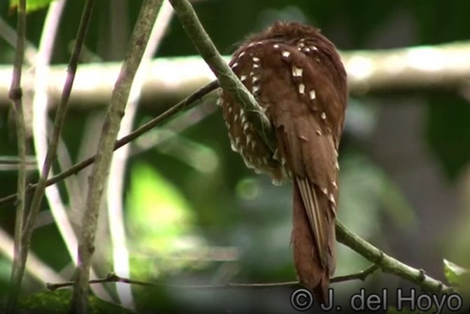 Rufous Potoo - Josep del Hoyo