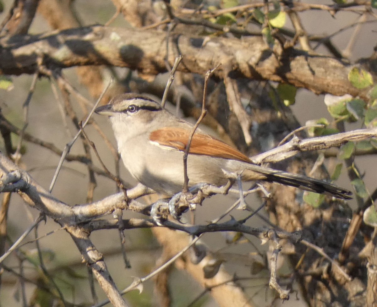 Brown-crowned Tchagra - ML466290481