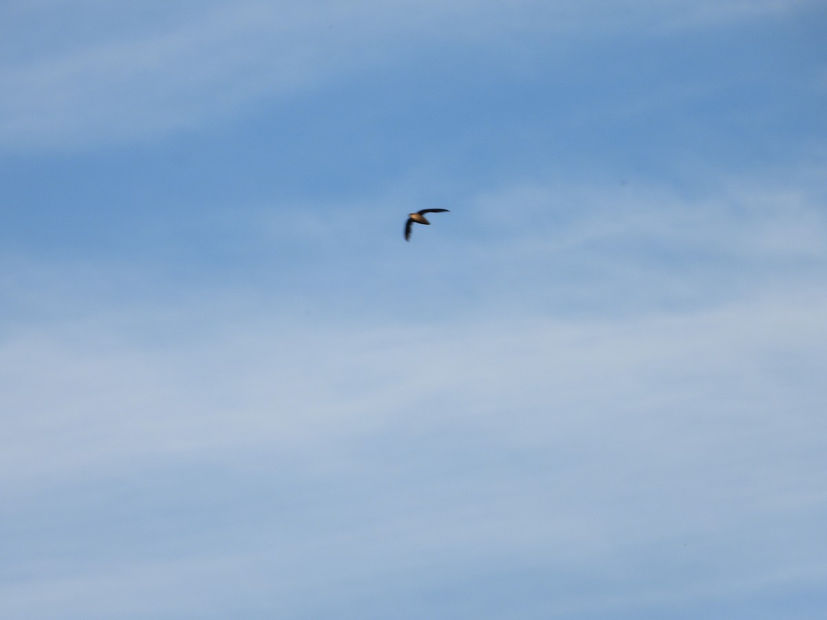 Chimney Swift - Zach M