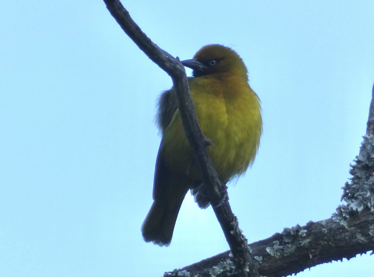 Cape Weaver - Gary Byerly