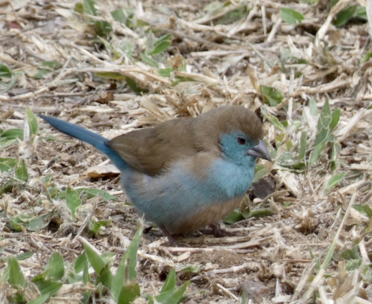 Azulito Angoleño - ML466291121