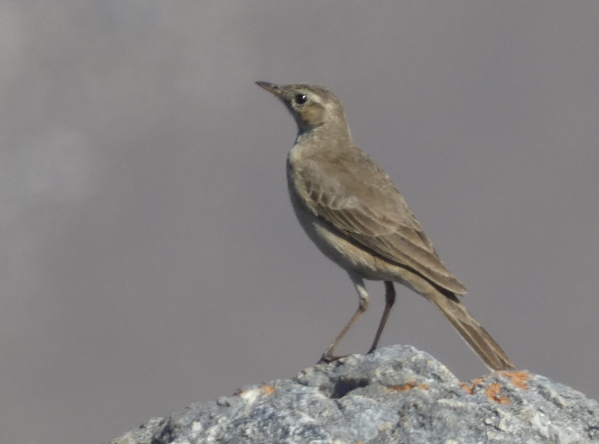 Plain-backed Pipit - Gary Byerly