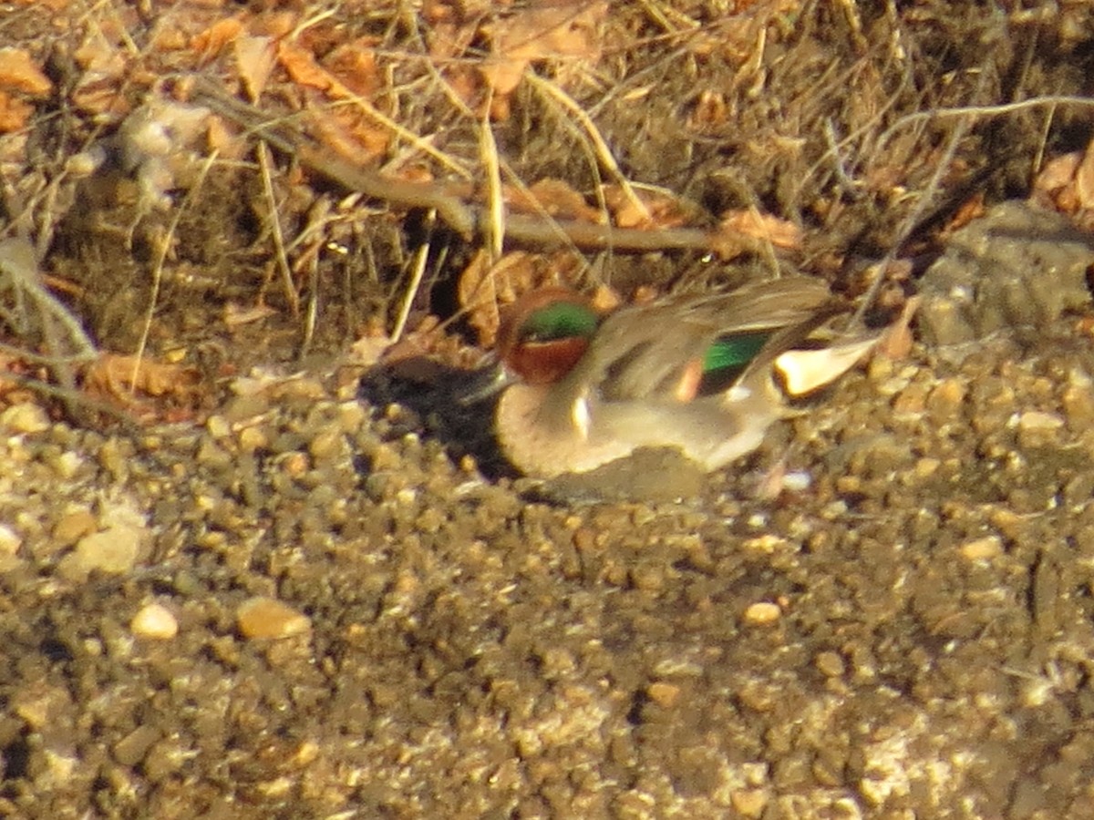 Green-winged Teal - ML46629121