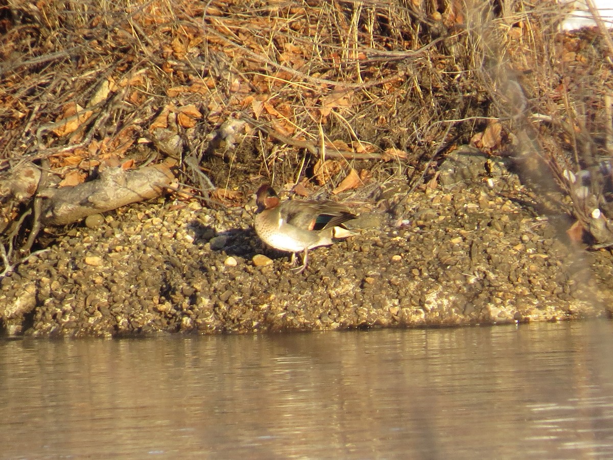 Green-winged Teal - ML46629131