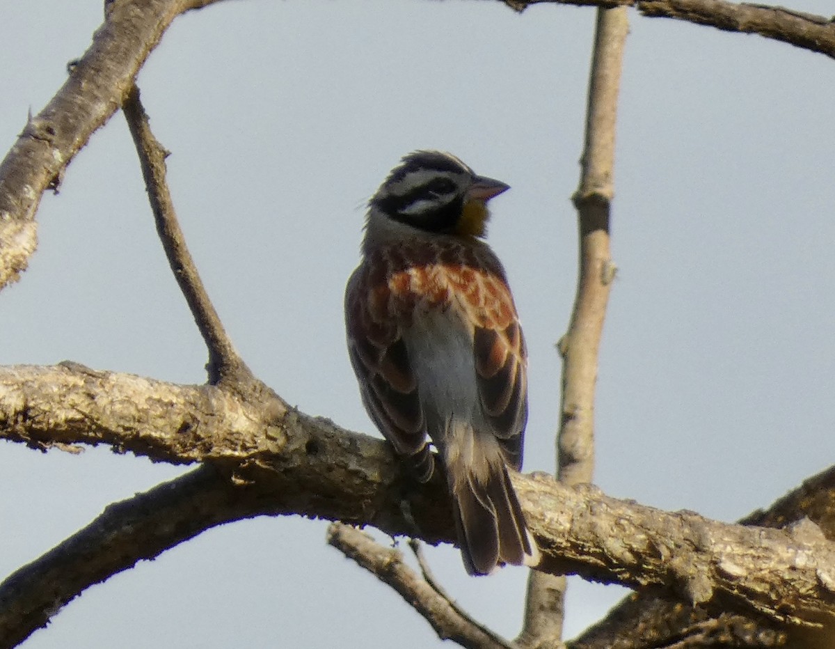 Bruant à poitrine dorée - ML466291421