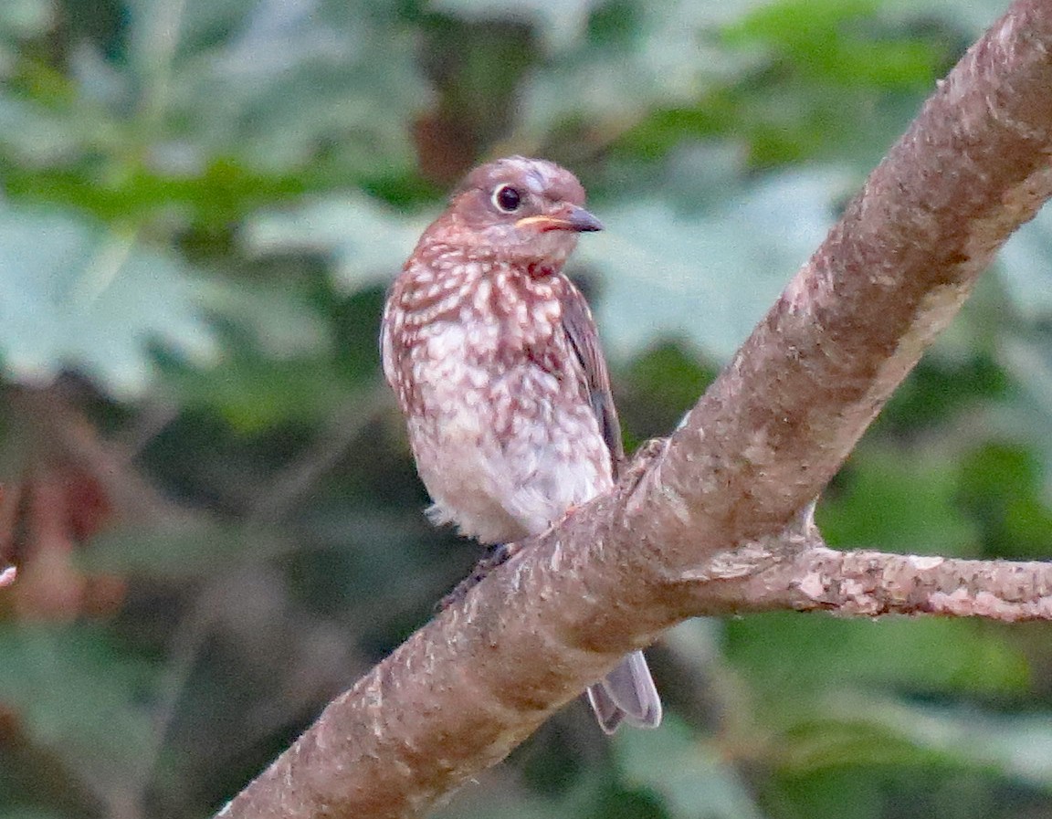 Eastern Bluebird - ML466291501