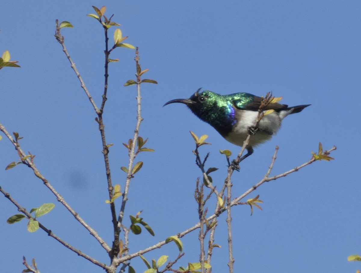 White-breasted Sunbird - ML466291631