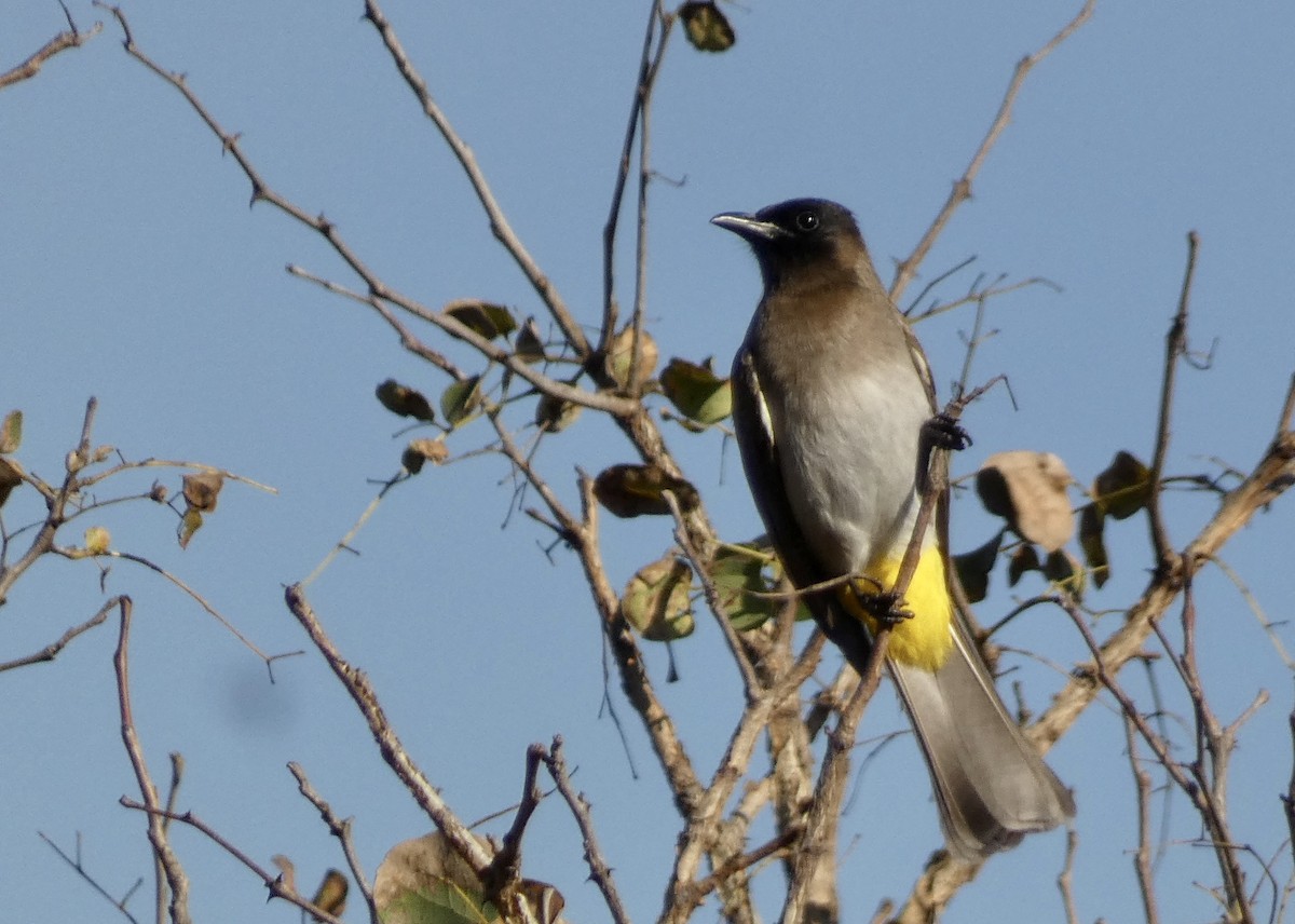 Common Bulbul - ML466291691