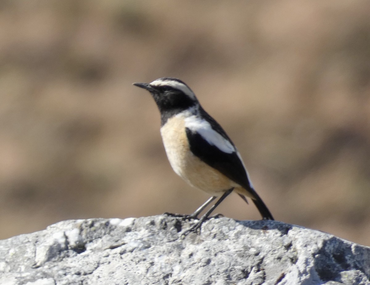 Buff-streaked Chat - ML466291791