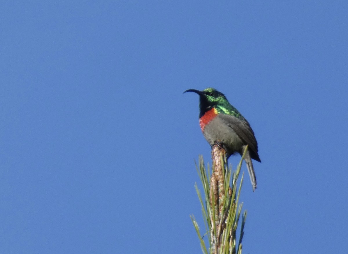 Greater Double-collared Sunbird - Gary Byerly
