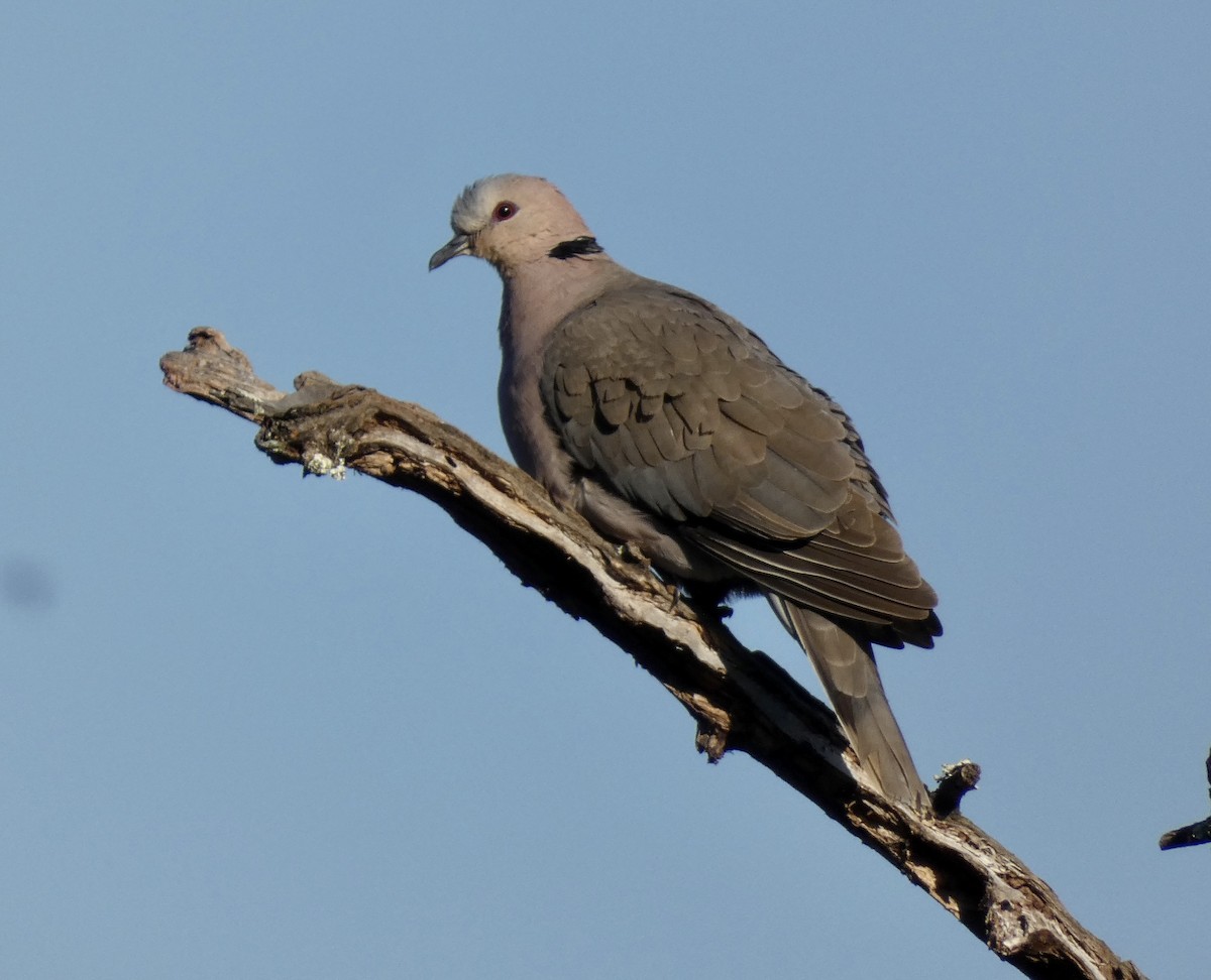 Ring-necked Dove - Gary Byerly