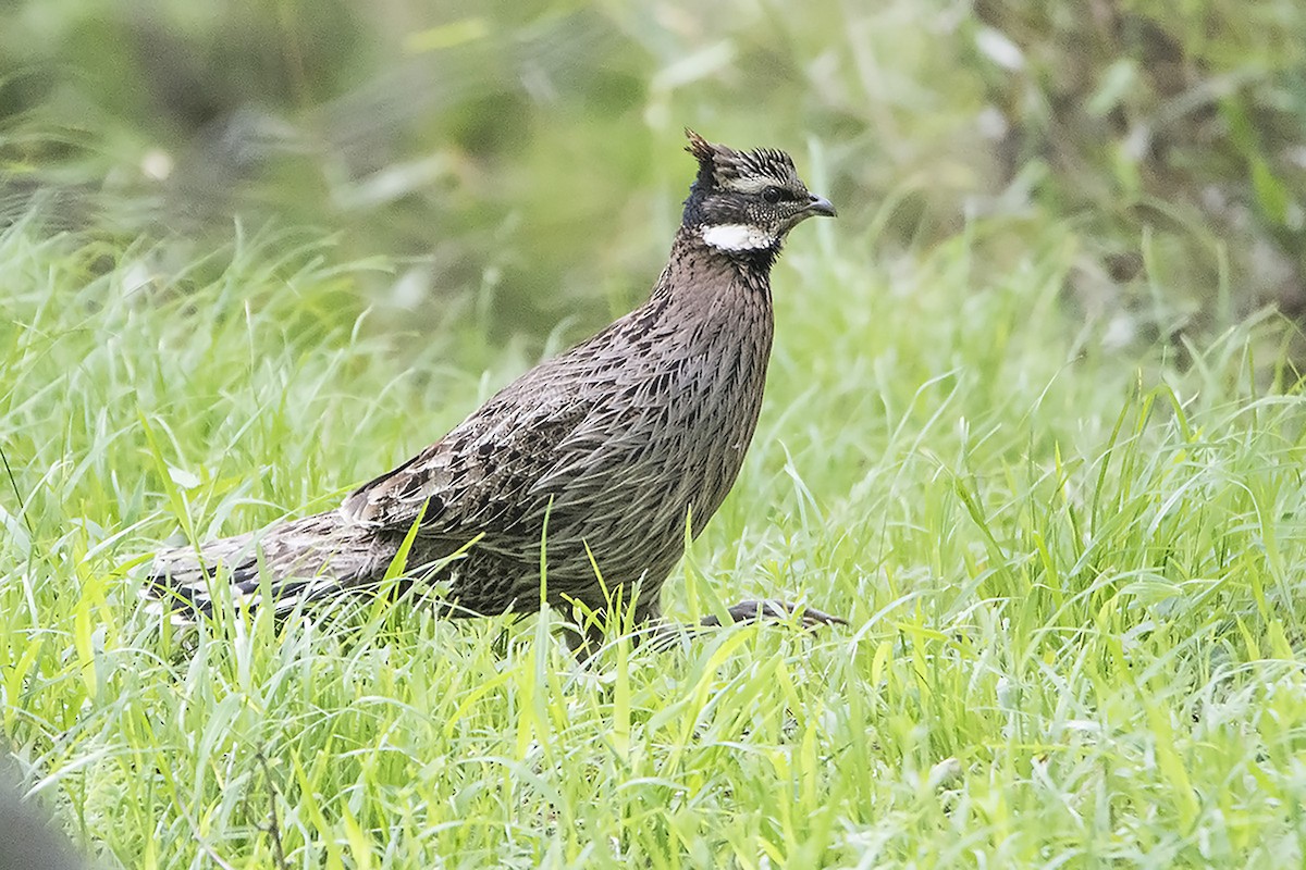 Koklass Pheasant - Miguel Rouco