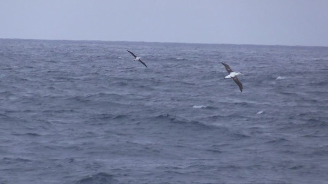 Snowy Albatross - ML466295491
