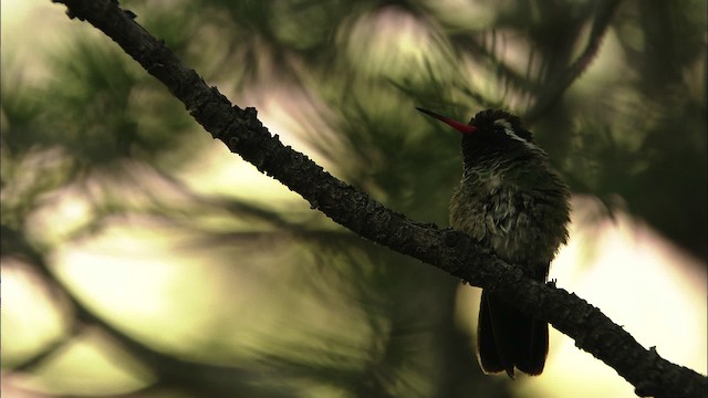 kolibřík bělouchý - ML466296