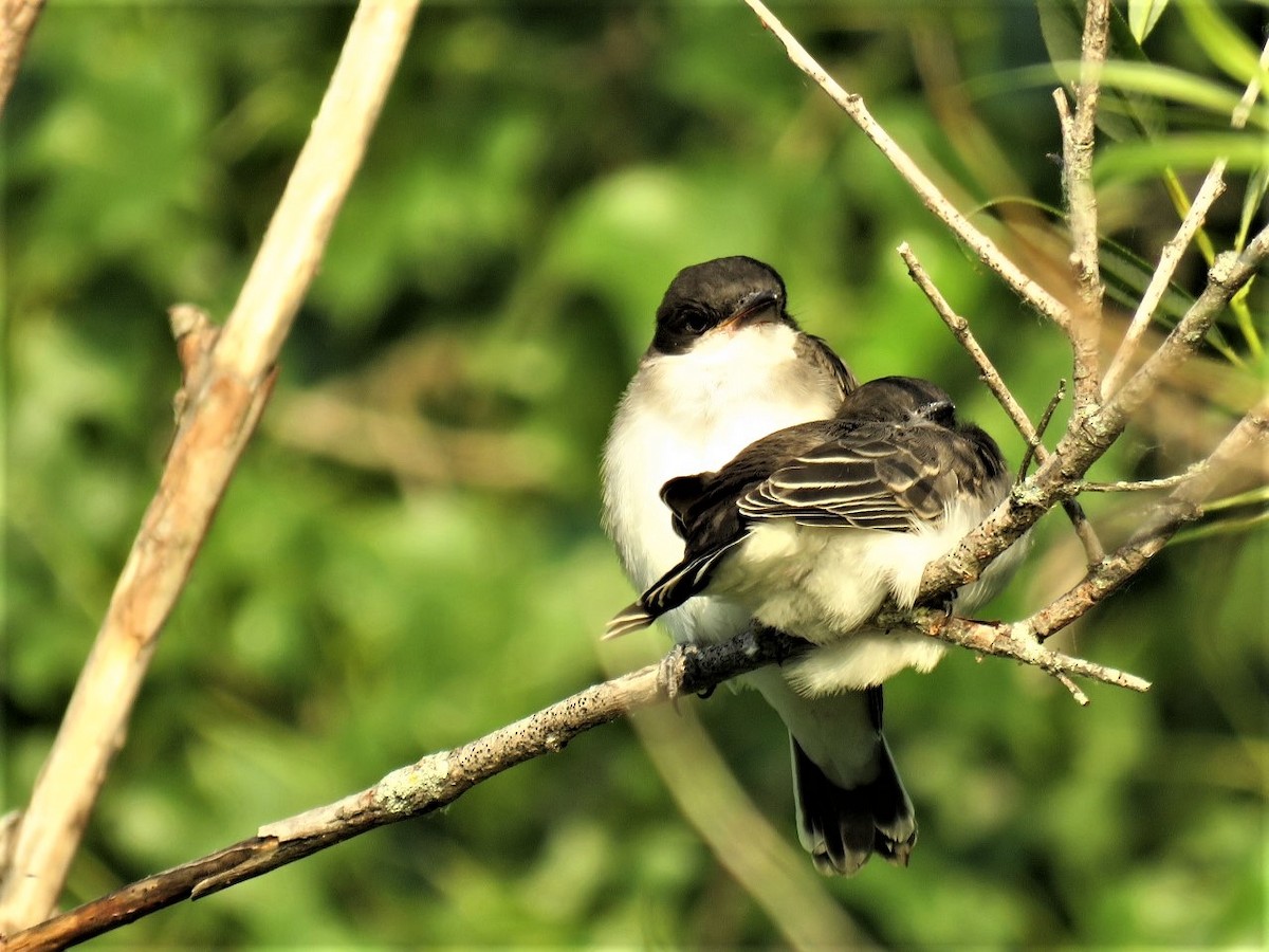 Eastern Kingbird - ML466296831