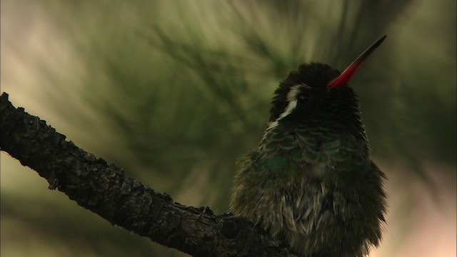 kolibřík bělouchý - ML466297