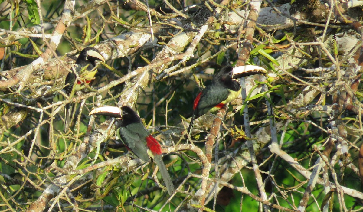 Black-necked Aracari - ML466297231