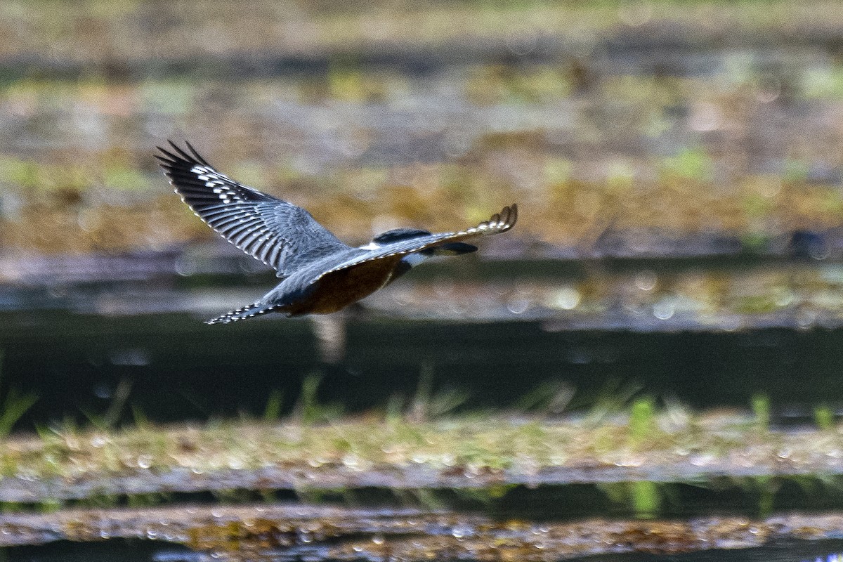 Ringed Kingfisher - ML466297241