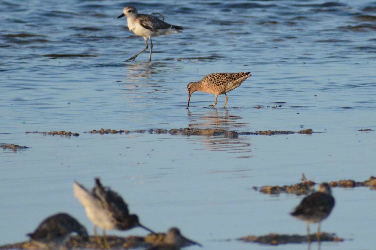 Short-billed Dowitcher - David Jeffrey Ringer