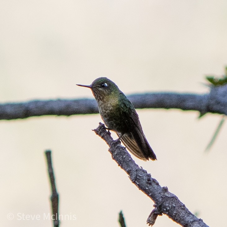 kolibřík dřišťálový - ML466297791