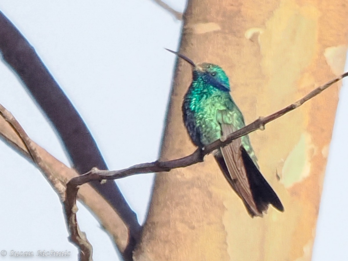 kolibřík modrouchý - ML466297851