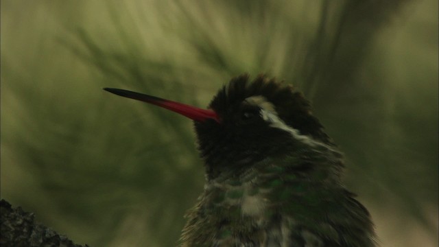 kolibřík bělouchý - ML466298