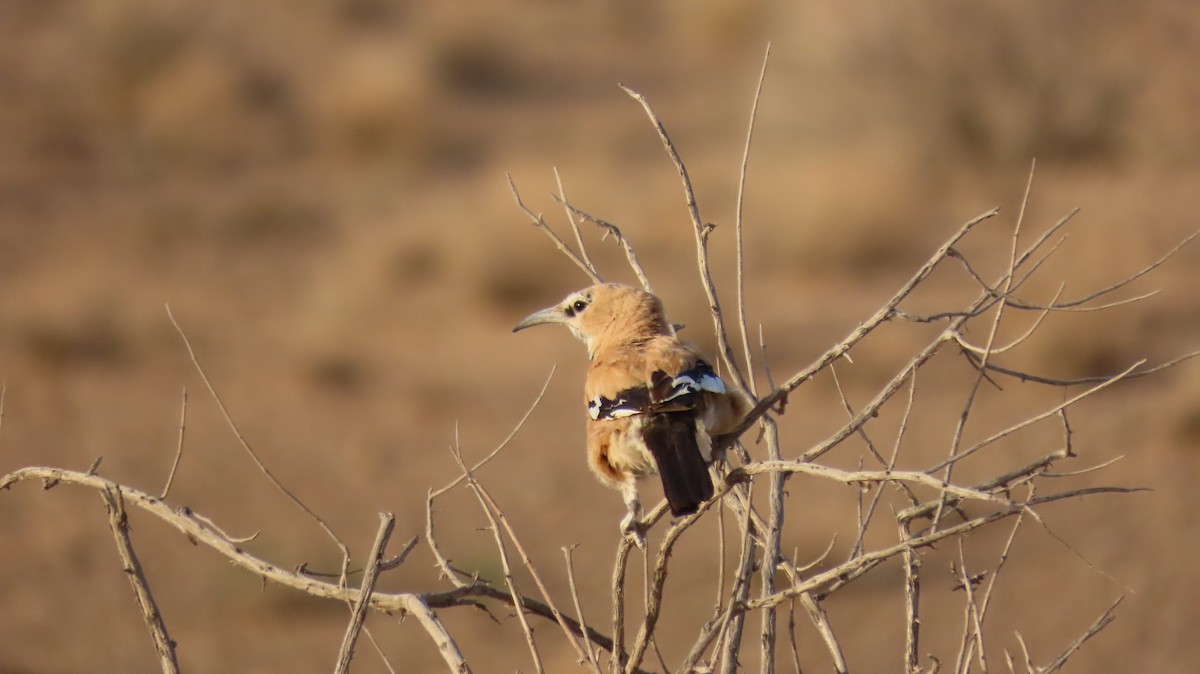 Iranian Ground-Jay - ML466298121