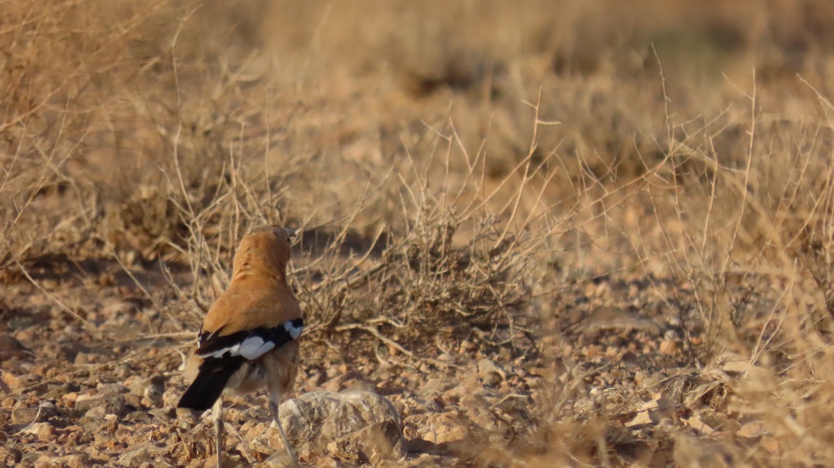 Iranian Ground-Jay - ML466298301