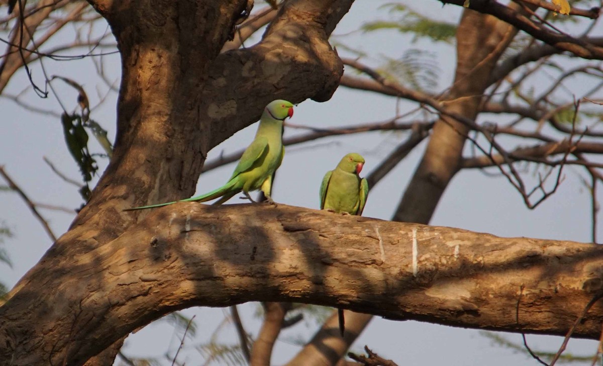 Rose-ringed Parakeet - ML46629831