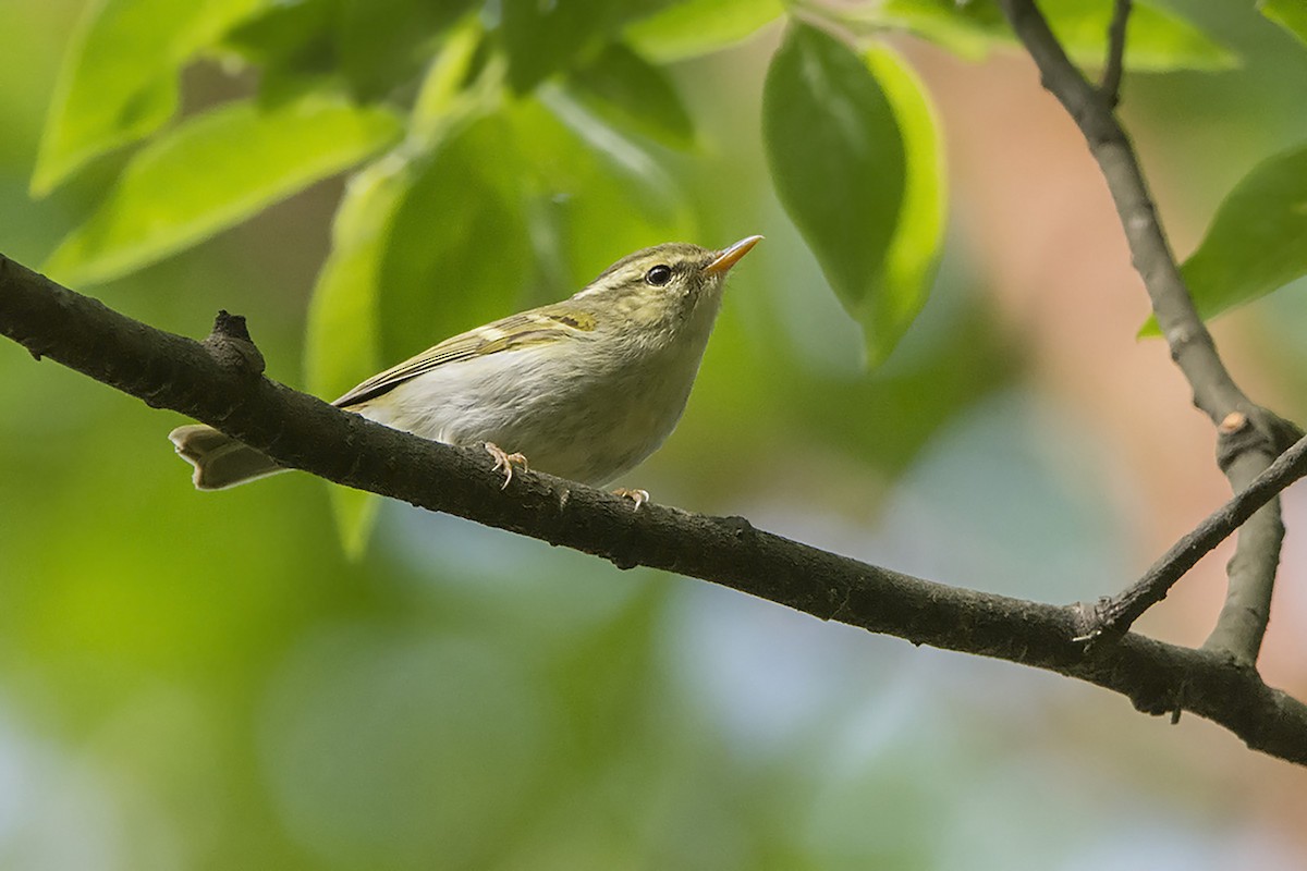 Emei Leaf Warbler - ML466298961